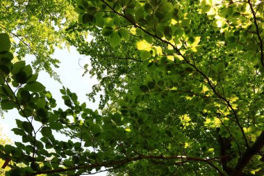 Saint-Germain-en-Laye Ormanı veya Foret de Saint-Germain-en-Laye, Seine Nehri 'nin bir yamacında yer alan 35 km ²' lik baskın bir ormandır.