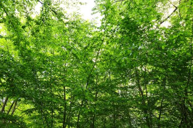 Saint-Germain-en-Laye Ormanı veya Foret de Saint-Germain-en-Laye, Seine Nehri 'nin bir yamacında yer alan 35 km ²' lik baskın bir ormandır.