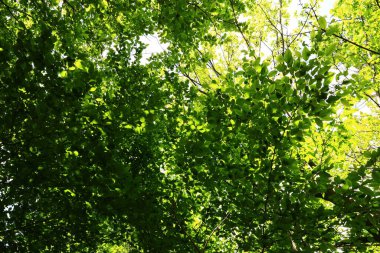 Saint-Germain-en-Laye Ormanı veya Foret de Saint-Germain-en-Laye, Seine Nehri 'nin bir yamacında yer alan 35 km ²' lik baskın bir ormandır.