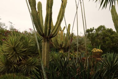 Anima Garden, Fas 'ın Marakeş şehrinin eteklerinde bulunan bir botanik bahçesi..