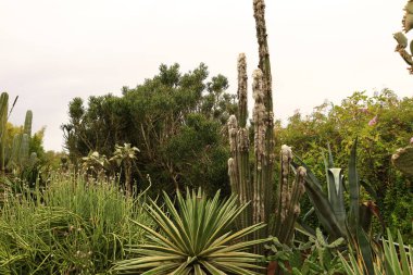 Anima Garden, Fas 'ın Marakeş şehrinin eteklerinde bulunan bir botanik bahçesi..