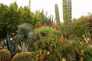 Anima Garden, Fas 'ın Marakeş şehrinin eteklerinde bulunan bir botanik bahçesi..