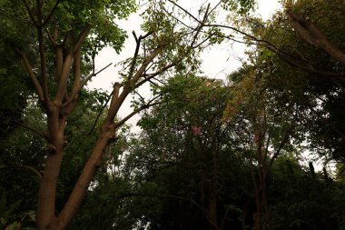 Anima Garden, Fas 'ın Marakeş şehrinin eteklerinde bulunan bir botanik bahçesi..