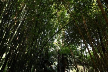 Majorelle Garden bir hektarlık bir botanik bahçesi ve Marakeş, Fas 'ta sanatçının manzara bahçesi.