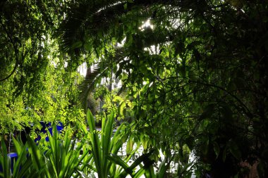 Majorelle Garden bir hektarlık bir botanik bahçesi ve Marakeş, Fas 'ta sanatçının manzara bahçesi.