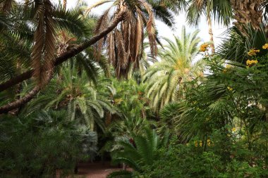 Majorelle Garden bir hektarlık bir botanik bahçesi ve Marakeş, Fas 'ta sanatçının manzara bahçesi.