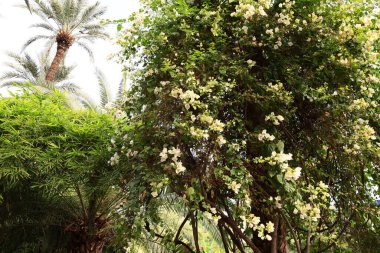 Majorelle Garden bir hektarlık bir botanik bahçesi ve Marakeş, Fas 'ta sanatçının manzara bahçesi.