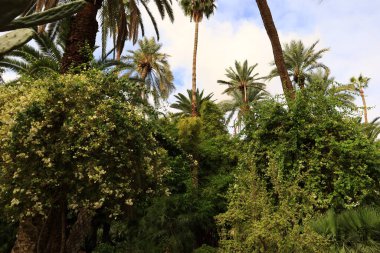 Majorelle Garden bir hektarlık bir botanik bahçesi ve Marakeş, Fas 'ta sanatçının manzara bahçesi.