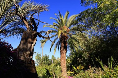 Anima Garden, Fas 'ın Marakeş şehrinin eteklerinde bulunan bir botanik bahçesi..