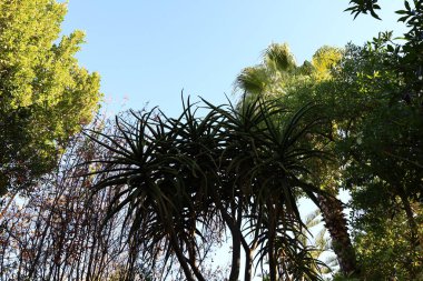 Anima Garden, Fas 'ın Marakeş şehrinin eteklerinde bulunan bir botanik bahçesi..