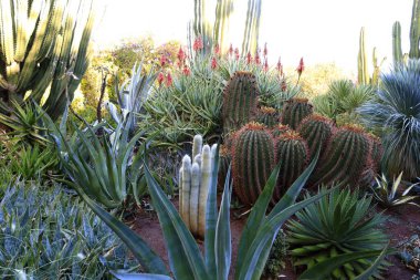 Anima Garden, Fas 'ın Marakeş şehrinin eteklerinde bulunan bir botanik bahçesi..