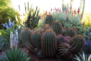 Anima Garden, Fas 'ın Marakeş şehrinin eteklerinde bulunan bir botanik bahçesi..