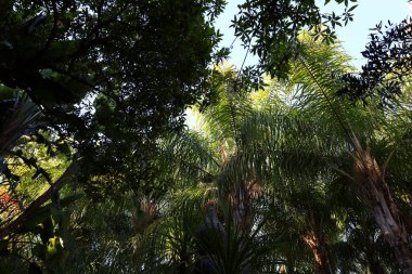 Anima Garden, Fas 'ın Marakeş şehrinin eteklerinde bulunan bir botanik bahçesi..