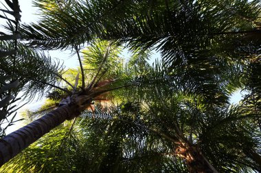 Anima Garden, Fas 'ın Marakeş şehrinin eteklerinde bulunan bir botanik bahçesi..