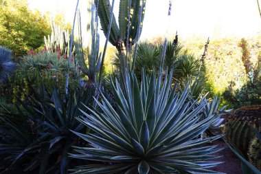 Anima Garden, Fas 'ın Marakeş şehrinin eteklerinde bulunan bir botanik bahçesi..