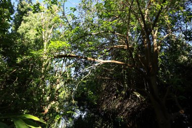 Anima Garden, Fas 'ın Marakeş şehrinin eteklerinde bulunan bir botanik bahçesi..