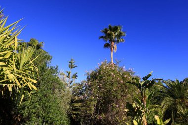 Anima Garden, Fas 'ın Marakeş şehrinin eteklerinde bulunan bir botanik bahçesi..