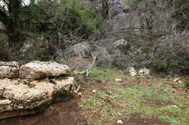 El Torcal de Antequera, Afrika kıtasında bulunan Malaga devletinde bir şehirdir. 