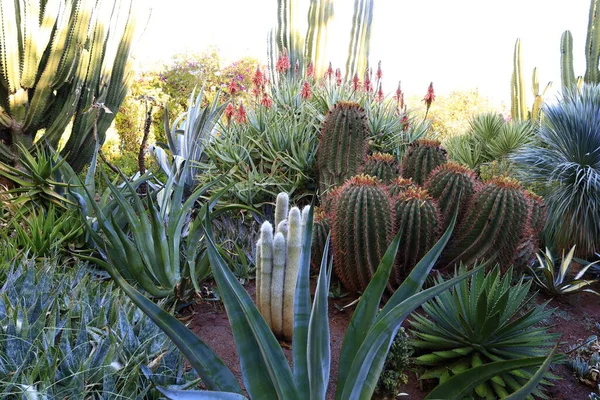 Anima Garden, Fas 'ın Marakeş şehrinin eteklerinde bulunan bir botanik bahçesi..