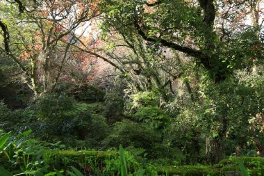 Monserrate Sarayı, başkent Lizbon 'un kuzeyindeki Atlantik Okyanusu' na bakan eteklerdeki Portekiz sarayının geleneksel tatil beldesi olan Sintra yakınlarındaki saray..