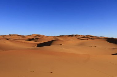 Erg Chebbi, Fas 'ın güneydoğusundaki Tafilalet' te rüzgarla savrulan kumlardan oluşan büyük bir kum tepesi denizi.