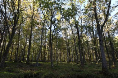 Moncayo Doğal Parkı 11.000 hektarlık bir alanı kaplar ve Zaragoza ili ile İspanya 'nın kuzeyinde bulunan Soria ili arasında yer alır. 