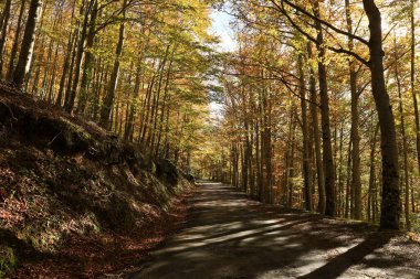 Parc Natural of the Sierra de Cebollera, Rioja 'nın doğal park ayrımına sahip iki doğal alanından biridir. İspanya 'nın kuzeyindeki İber Sistemi' nin dağlarının kuzey yamacında yer alır.