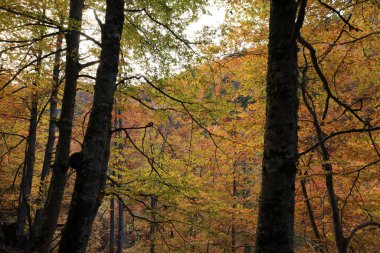 Parc Natural of the Sierra de Cebollera, Rioja 'nın doğal park ayrımına sahip iki doğal alanından biridir. İspanya 'nın kuzeyindeki İber Sistemi' nin dağlarının kuzey yamacında yer alır.