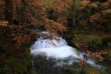 Parc Natural of the Sierra de Cebollera, Rioja 'nın doğal park ayrımına sahip iki doğal alanından biridir. İspanya 'nın kuzeyindeki İber Sistemi' nin dağlarının kuzey yamacında yer alır.