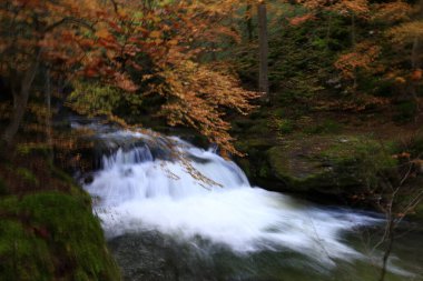 Parc Natural of the Sierra de Cebollera, Rioja 'nın doğal park ayrımına sahip iki doğal alanından biridir. İspanya 'nın kuzeyindeki İber Sistemi' nin dağlarının kuzey yamacında yer alır.