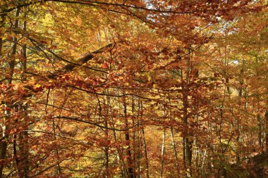 Parc Natural of the Sierra de Cebollera, Rioja 'nın doğal park ayrımına sahip iki doğal alanından biridir. İspanya 'nın kuzeyindeki İber Sistemi' nin dağlarının kuzey yamacında yer alır.