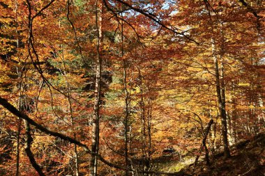 Parc Natural of the Sierra de Cebollera, Rioja 'nın doğal park ayrımına sahip iki doğal alanından biridir. İspanya 'nın kuzeyindeki İber Sistemi' nin dağlarının kuzey yamacında yer alır.