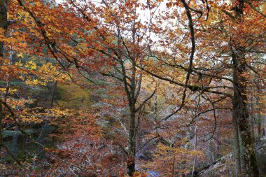 Parc Natural of the Sierra de Cebollera, Rioja 'nın doğal park ayrımına sahip iki doğal alanından biridir. İspanya 'nın kuzeyindeki İber Sistemi' nin dağlarının kuzey yamacında yer alır.