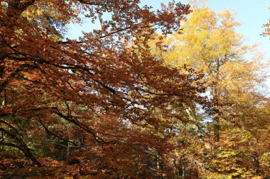 Parc Natural of the Sierra de Cebollera, Rioja 'nın doğal park ayrımına sahip iki doğal alanından biridir. İspanya 'nın kuzeyindeki İber Sistemi' nin dağlarının kuzey yamacında yer alır.