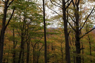 Parc Natural of the Sierra de Cebollera, Rioja 'nın doğal park ayrımına sahip iki doğal alanından biridir. İspanya 'nın kuzeyindeki İber Sistemi' nin dağlarının kuzey yamacında yer alır.