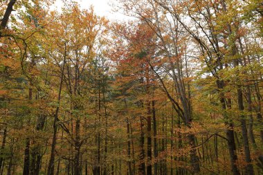 Parc Natural of the Sierra de Cebollera, Rioja 'nın doğal park ayrımına sahip iki doğal alanından biridir. İspanya 'nın kuzeyindeki İber Sistemi' nin dağlarının kuzey yamacında yer alır.