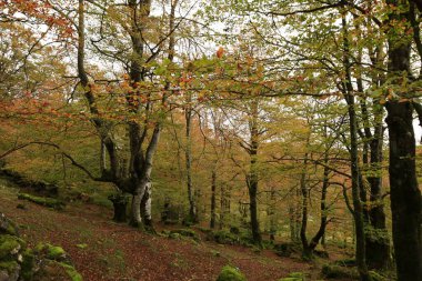  Urbasa Doğal Parkı, İspanya 'nın kuzeyinde Alava ve Navarre arasındaki sınırda yer almaktadır.