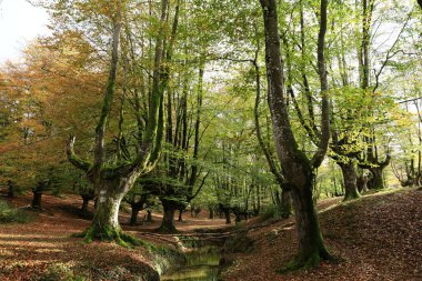 Gorbeia Doğal Parkı İspanya 'nın Bask Bölgesi' ndeki en büyük doğal parktır..