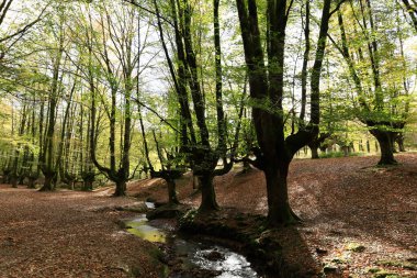 Gorbeia Doğal Parkı İspanya 'nın Bask Bölgesi' ndeki en büyük doğal parktır..