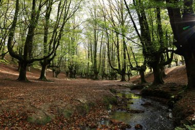 Gorbeia Doğal Parkı İspanya 'nın Bask Bölgesi' ndeki en büyük doğal parktır..