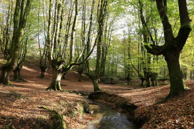 Gorbeia Doğal Parkı İspanya 'nın Bask Bölgesi' ndeki en büyük doğal parktır..
