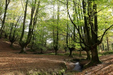 Gorbeia Doğal Parkı İspanya 'nın Bask Bölgesi' ndeki en büyük doğal parktır..