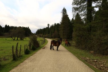Gorbeia Doğal Parkı İspanya 'nın Bask Bölgesi' ndeki en büyük doğal parktır..
