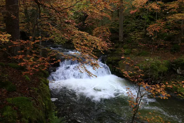 Parc Natural of the Sierra de Cebollera, Rioja 'nın doğal park ayrımına sahip iki doğal alanından biridir. İspanya 'nın kuzeyindeki İber Sistemi' nin dağlarının kuzey yamacında yer alır.