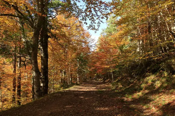 Parc Natural of the Sierra de Cebollera, Rioja 'nın doğal park ayrımına sahip iki doğal alanından biridir. İspanya 'nın kuzeyindeki İber Sistemi' nin dağlarının kuzey yamacında yer alır.