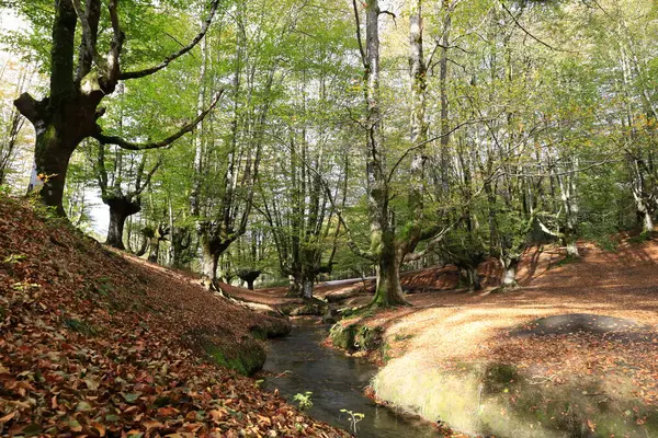 Gorbeia Doğal Parkı İspanya 'nın Bask Bölgesi' ndeki en büyük doğal parktır..