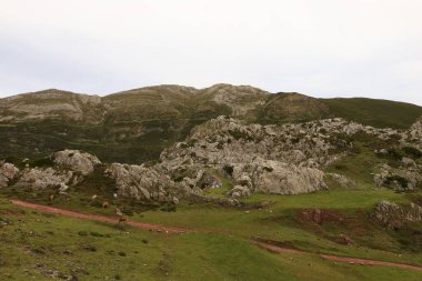 Picos de Europa Ulusal Parkı, İspanya 'nın kuzeyindeki Picos de Europa Dağları' nda bulunan ulusal park.