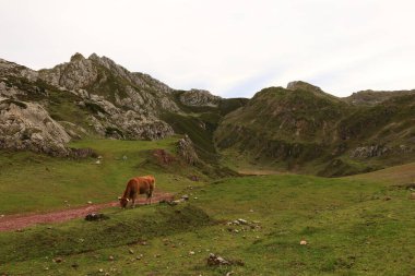 Picos de Europa Ulusal Parkı, İspanya 'nın kuzeyindeki Picos de Europa Dağları' nda bulunan ulusal park.