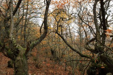Las Medulas, Kastilya ve Leon Özerk Topluluğu 'nun Ponferrada kasabası yakınlarında bulunan tarihi bir altın madenidir.