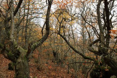 Las Medulas, Kastilya ve Leon Özerk Topluluğu 'nun Ponferrada kasabası yakınlarında bulunan tarihi bir altın madenidir.